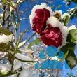 Rose 'Cardinal Hume' - von 2523230192_833: Bild 11/12