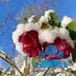 Rose 'Cardinal Hume' - von 2523230192_833: Bild 10/12