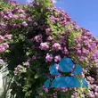 Rose 'Donau' - von 2523230192_833: Bild 10/10