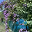 Rose 'Donau' - von 2523230192_833: Bild 9/10