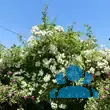 Rose 'Bobbie James' - von 2523230192_833: Bild 8/10