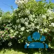 Rose 'Bobbie James' - von 2523230192_833: Bild 7/10