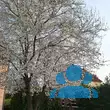 Prunus domestica 'Mirabelle von Nancy' - von 4075688665_2694: Bild 7/7
