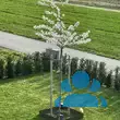 Prunus yedoensis 'Shidare-yoshino' - von andreas_4910: Bild 5/5