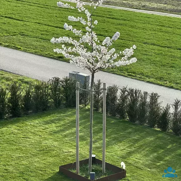 Prunus yedoensis 'Shidare-yoshino' - von andreas_4910: Bild 5/5 Prunus yedoensis 'Shidare-yoshino' - von andreas_4910: Bild 5/5