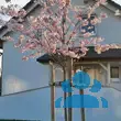 Prunus 'Accolade' - von 1939732250_5158: Bild 10/10