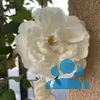 Rose 'Mme Alfred Cariere' (noiset.) - von eva_2479: Bild 13/13