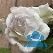 Rose 'Mme Alfred Cariere' (noiset.) - von eva_2479: Bild 12/13