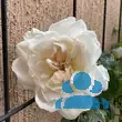 Rose 'Mme Alfred Cariere' (noiset.) - von eva_2479: Bild 11/13