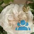 Rose 'Mme Alfred Cariere' (noiset.) - von eva_2479: Bild 10/13
