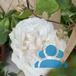 Rose 'Mme Alfred Cariere' (noiset.) - von eva_2479: Bild 9/13