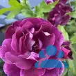 Rose 'Burgundy Iceberg' - von eva_2479: Bild 14/14