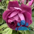 Rose 'Burgundy Iceberg' - von eva_2479: Bild 13/14