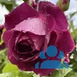 Rose 'Burgundy Iceberg' - von eva_2479: Bild 12/14