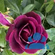 Rose 'Burgundy Iceberg' - von eva_2479: Bild 10/14
