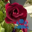 Rose 'Burgundy Iceberg' - von eva_2479: Bild 9/14