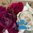 Rose 'Burgundy Iceberg' - von eva_2479: Bild 8/14