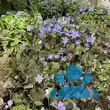 Hepatica nobilis - von 3275441291_7829: Bild 4/4