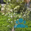 Malus domestica 'Cox Orangen Renette' - von ingrid_3939: Bild 5/5