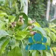 Pyrus communis 'Conference' - von 4214450295_593: Bild 6/6