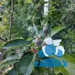 Malus domestica 'James Grieve' - von 4214450295_593: Bild 3/3