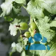 Ribes 'Jostabeere Jostine' - von 3121668560_4741: Bild 2/2
