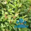 Viburnum farreri 'Nanum' - von 3121668560_4741: Bild 3/3