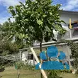 Catalpa bignonioides 'Nana' - von 1826746973_6535: Bild 8/11
