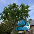 Catalpa bignonioides 'Nana' - von 1826746973_6535: Bild 5/11