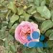 Rose 'Mme Boll' - von 2033818026_917: Bild 5/5