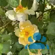 Rose 'Maigold' (pimpinellifolia) - von 2033818026_917: Bild 7/7