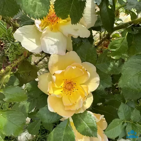 Rose 'Maigold' (pimpinellifolia) - von 2033818026_917: Bild 7/7 Rose 'Maigold' (pimpinellifolia) - von 2033818026_917: Bild 7/7