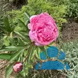 Paeonia lactifl. 'The Fawn' - von 2033818026_917: Bild 7/7