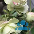 Rose 'Lovely Green' - von maria_561: Bild 5/5