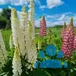 Lupinus polyphyllus 'Gartenzwerg' - von erik_7101: Bild 3/3