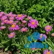 Aster alpinus 'Happy End' - von erik_7101: Bild 2/2