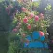 Rose 'Leonardo da Vinci' - von 3376367951_4987: Bild 9/11