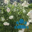 Rose 'Schneewittchen' - von 3376367951_4987: Bild 9/11