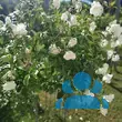 Rose 'Schneewittchen' - von 3376367951_4987: Bild 8/11