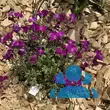 Aubrieta 'Roter Teppich' - von dajana_94: Bild 2/2