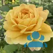 Rose 'Golden Celebration' - von ruth_3013: Bild 6/6