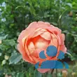 Rose 'Lady of Shalott' - von 3382357492_6907: Bild 8/10