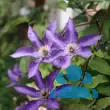 Clematis 'The President' - von 3382357492_6907: Bild 7/7