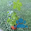 Liquidambar styraciflua - von anita_2641: Bild 15/15