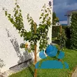 Prunus armeniaca 'Armicol' - von klaus_2978: Bild 4/4