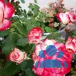Rose 'Blumenstadt Tulln' - von 2061050113_6120: Bild 17/20