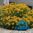 Rudbeckia fulgida 'Goldsturm' - von eva_3331: Bild 9/10