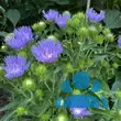 Stokesia laevis - von 2504871283_6146: Bild 4/4