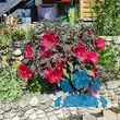 Hibiscus moscheutos - rot - von nina_4203: Bild 2/2