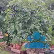 Ficus carica 'Bauernfeige' - von sabine_4642: Bild 4/4